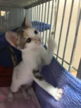 Penélope 