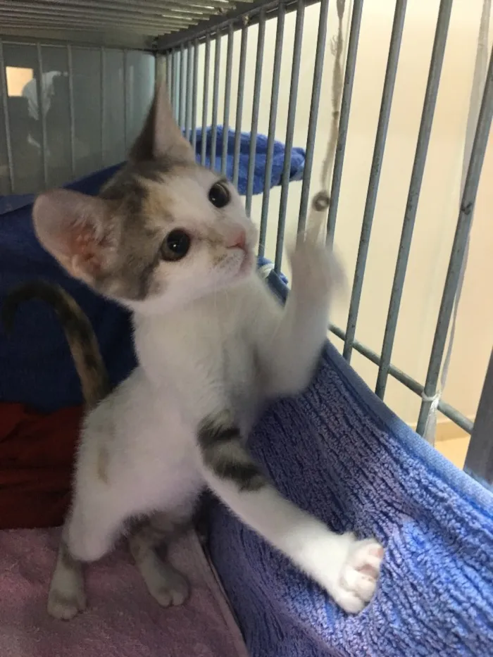 Gato ra a SRD idade 2 a 6 meses nome Penélope 