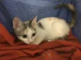 Penélope 