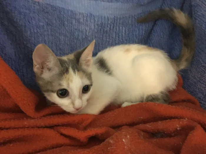 Gato ra a SRD idade 2 a 6 meses nome Penélope 