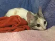Penélope 