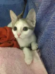 Penélope 