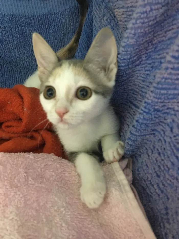 Gato ra a SRD idade 2 a 6 meses nome Penélope 