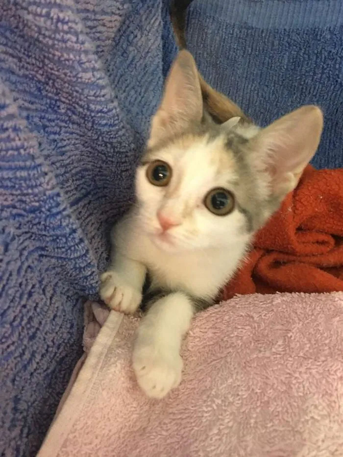 Gato ra a SRD idade 2 a 6 meses nome Penélope 