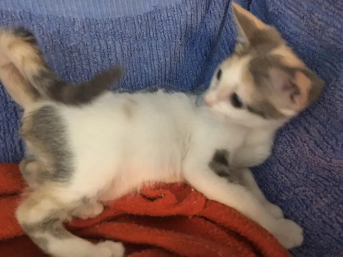 Gato ra a SRD idade 2 a 6 meses nome Penélope 