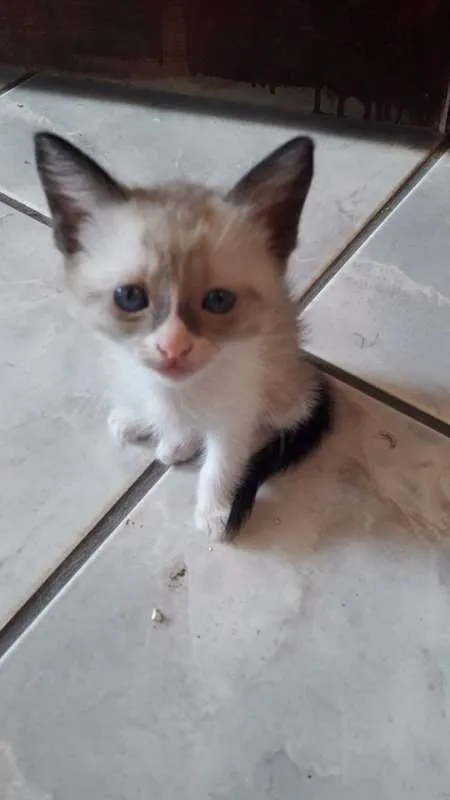 Gato ra a  idade Abaixo de 2 meses nome Vários