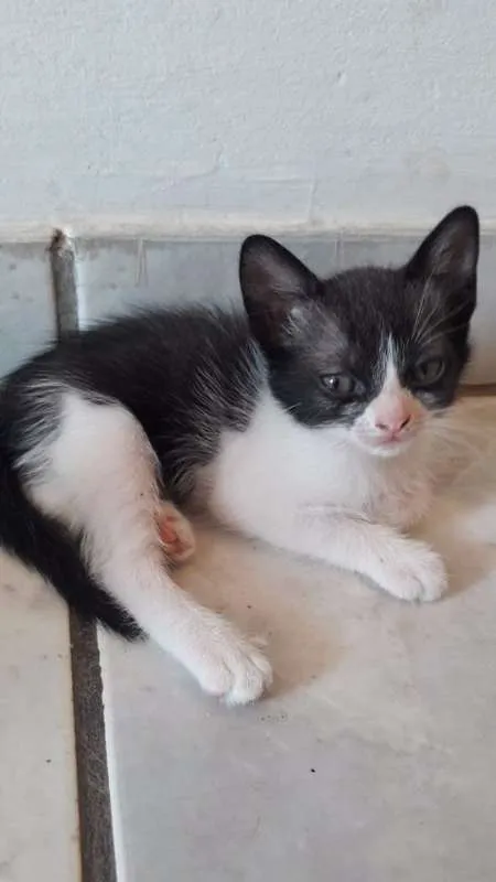 Gato ra a  idade Abaixo de 2 meses nome Vários