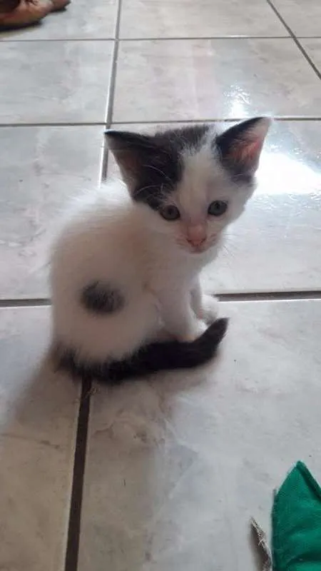 Gato ra a  idade Abaixo de 2 meses nome Vários