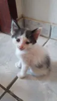 Vários