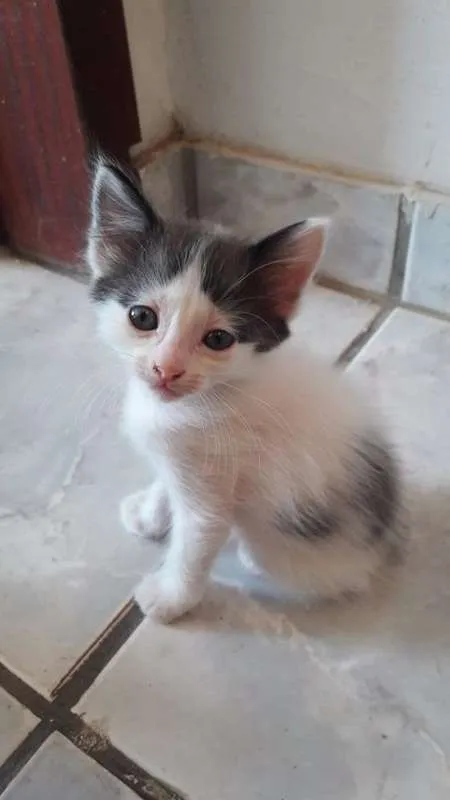 Gato ra a  idade Abaixo de 2 meses nome Vários