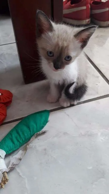 Gato ra a  idade Abaixo de 2 meses nome Vários