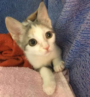 Gato raça SRD idade 2 a 6 meses nome Penélope 