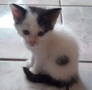 Gato raça  idade Abaixo de 2 meses nome Vários