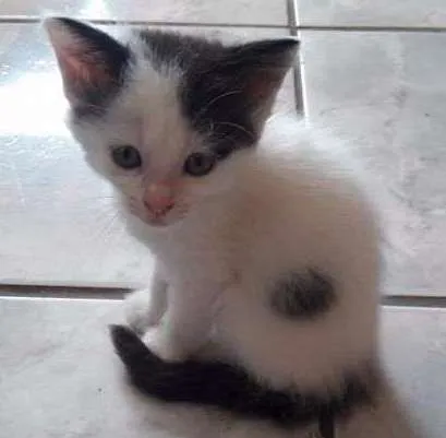 Gato ra a  idade Abaixo de 2 meses nome Vários
