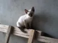 Edy