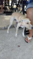 Não possui