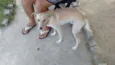 Não possui