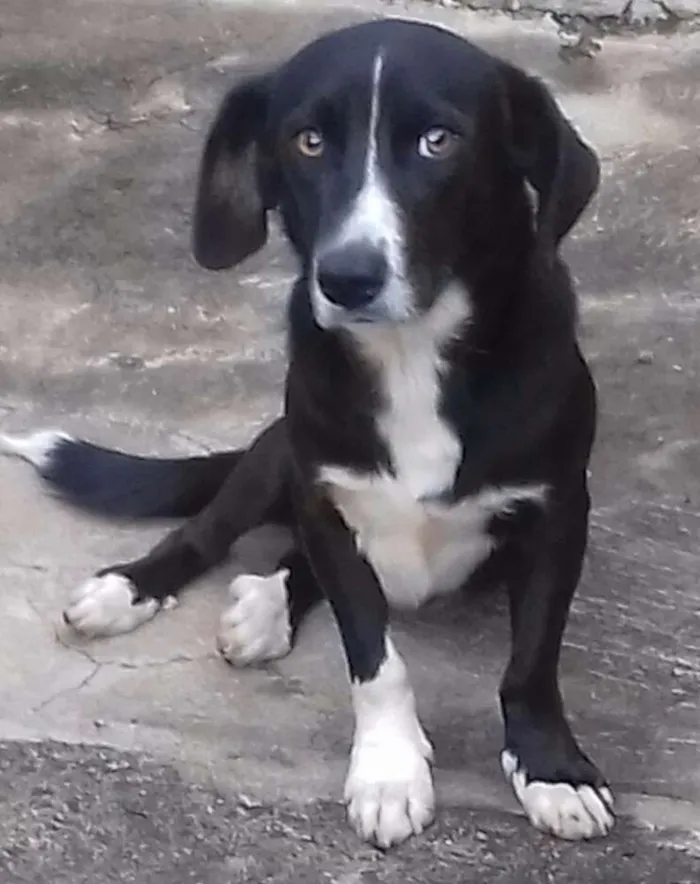 Cachorro ra a Vira-lata idade 2 anos nome Marley e Bobby 