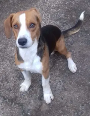 Cachorro raça Vira-lata idade 2 anos nome Marley e Bobby 