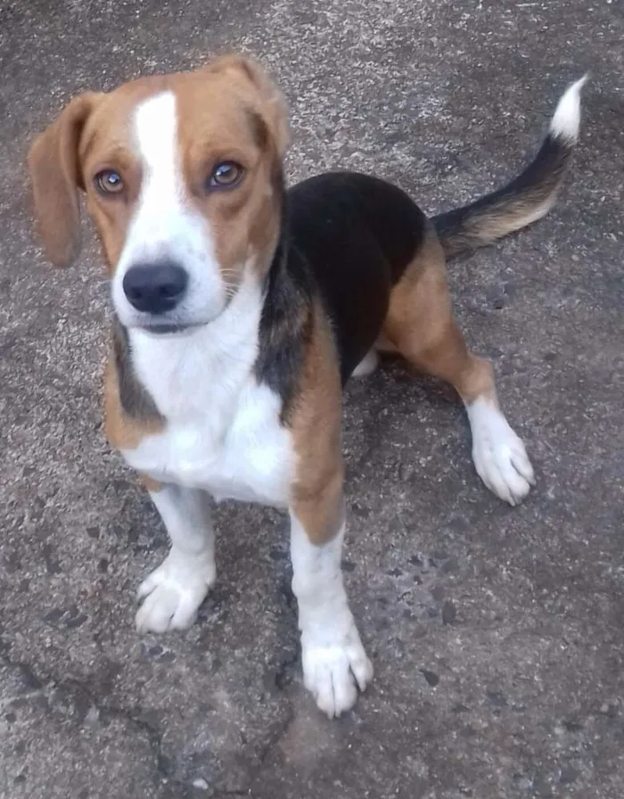Cachorro ra a Vira-lata idade 2 anos nome Marley e Bobby 