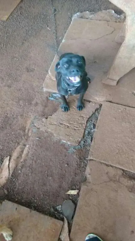 Cachorro ra a pittbul com viralata e shitzu com podle idade 3 anos nome Nega e bob