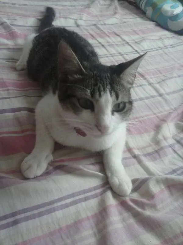 Gato ra a  idade 2 a 6 meses nome nyna