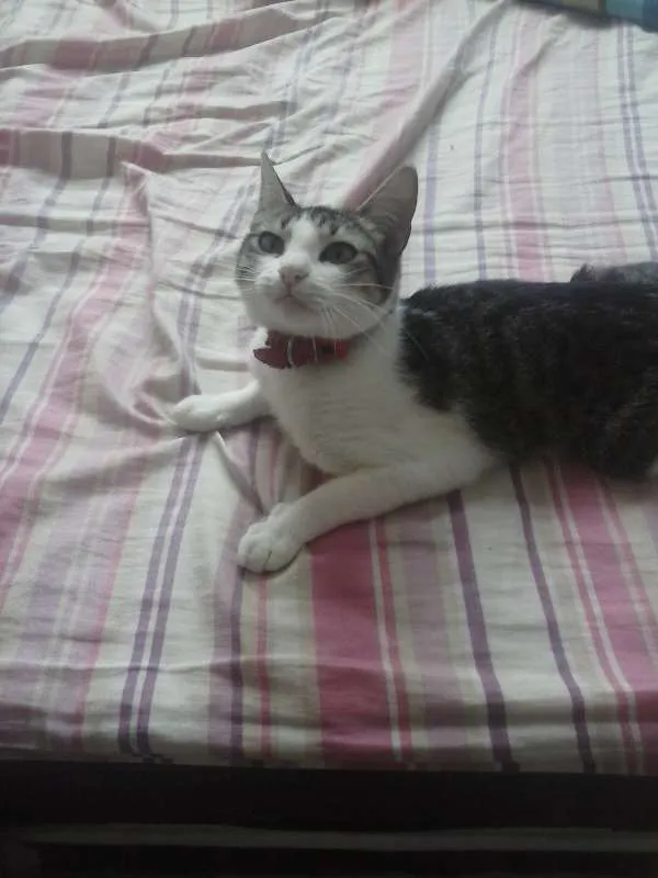 Gato ra a  idade 2 a 6 meses nome nyna
