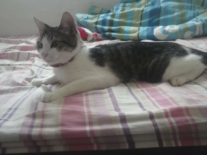 Gato ra a  idade 2 a 6 meses nome nyna