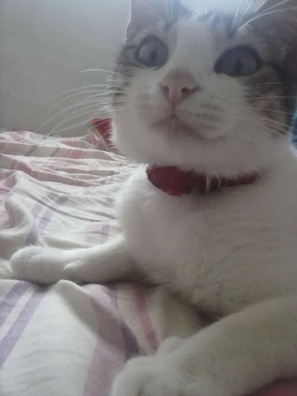 Gato ra a  idade 2 a 6 meses nome nyna