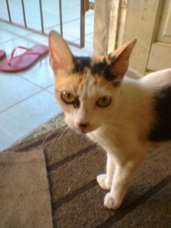 Gato raça indefinida  idade Abaixo de 2 meses nome sem nome 