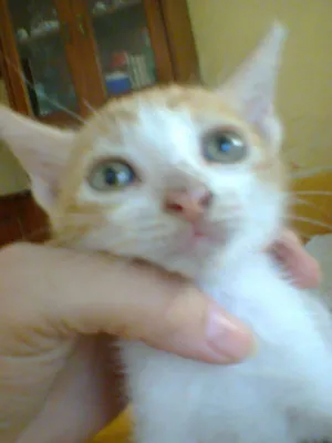 Gato raça indefinida  idade Abaixo de 2 meses nome sem nome 