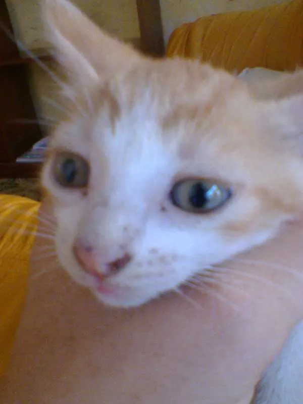 Gato raça indefinida  idade Abaixo de 2 meses nome sem nome 