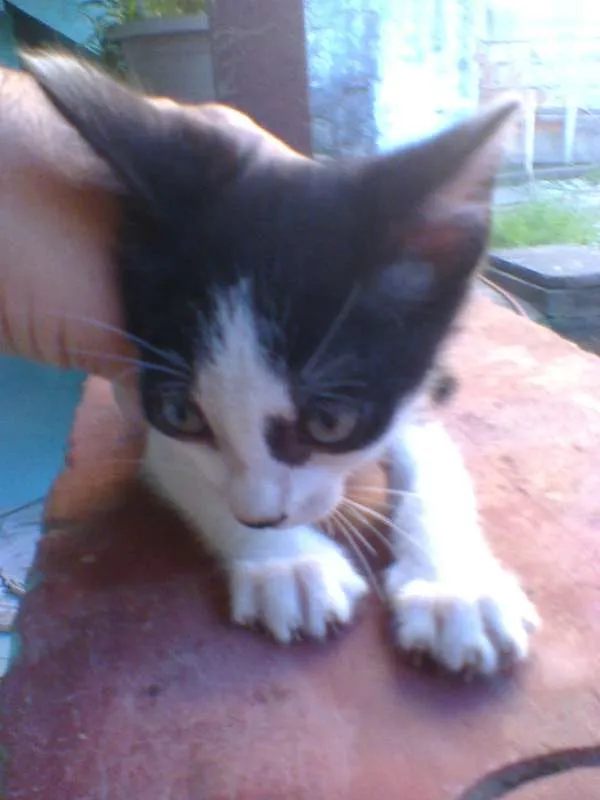 Gato raça indefinida  idade Abaixo de 2 meses nome sem nome 