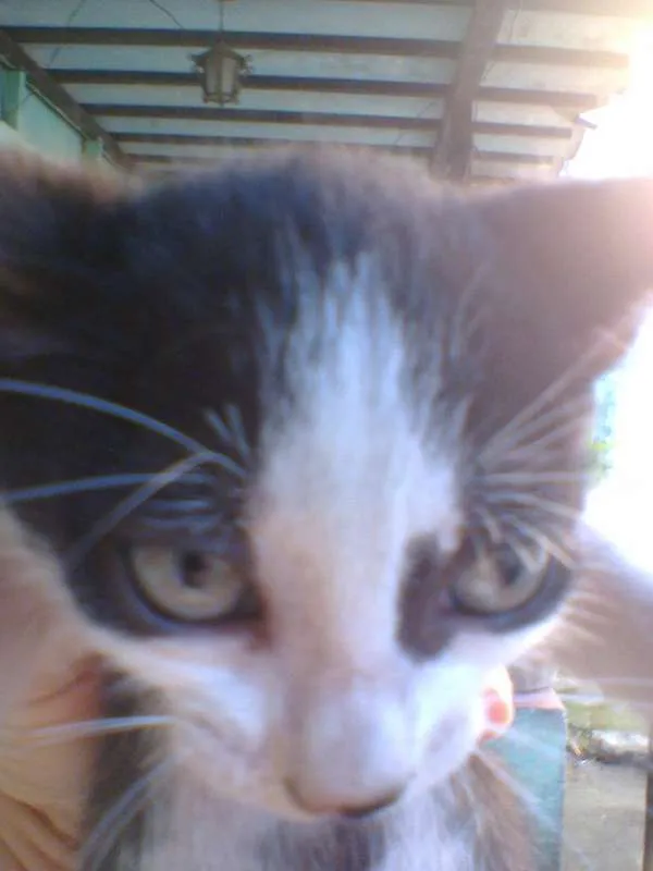 Gato raça indefinida  idade Abaixo de 2 meses nome sem nome 