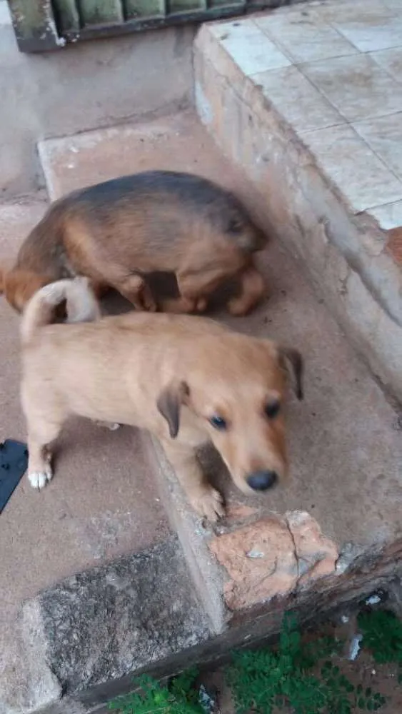 Cachorro ra a Vira lata idade 2 a 6 meses nome Não tem nome