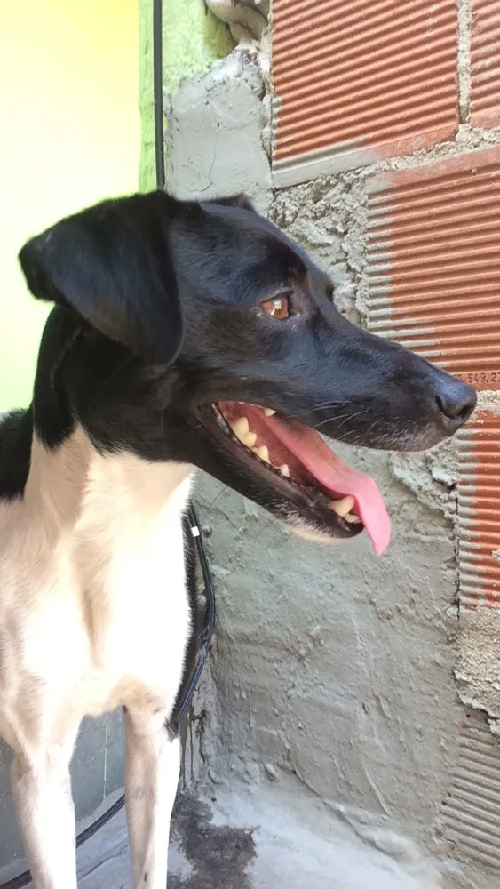 Cachorro ra a SRD idade 2 a 6 meses nome Não sabemos 