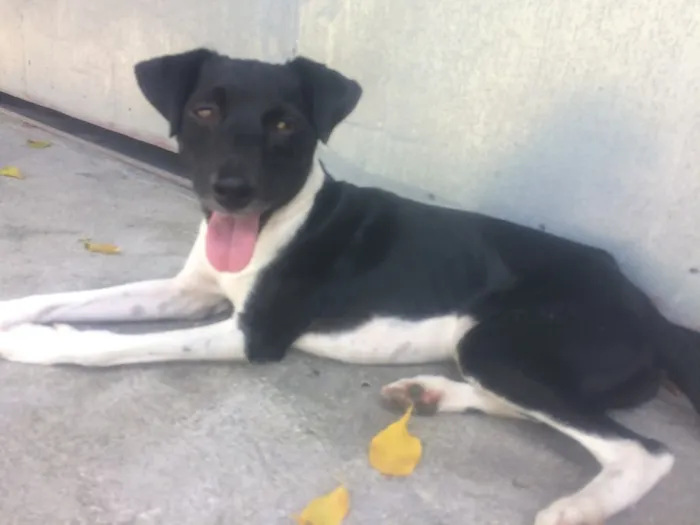 Cachorro ra a SRD idade 2 a 6 meses nome Não sabemos 