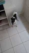 Boris
