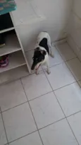 Boris