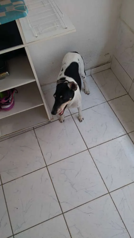 Cachorro ra a Fox paulista idade 6 ou mais anos nome Boris