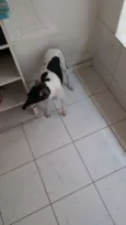 Boris