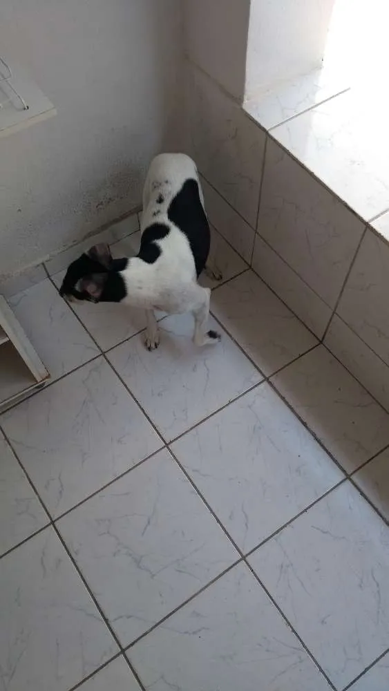 Cachorro ra a Fox paulista idade 6 ou mais anos nome Boris