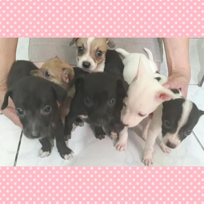 Cachorro ra a SRD idade 2 a 6 meses nome Sem nome 