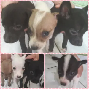 Cachorro raça SRD idade 2 a 6 meses nome Sem nome 