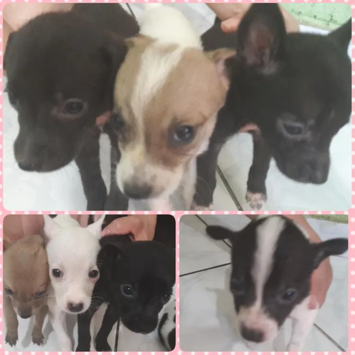 Cachorro ra a SRD idade 2 a 6 meses nome Sem nome 