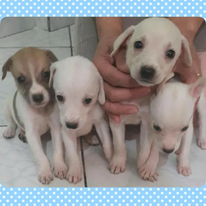 Cachorro ra a SRD idade 2 a 6 meses nome Sem nome 