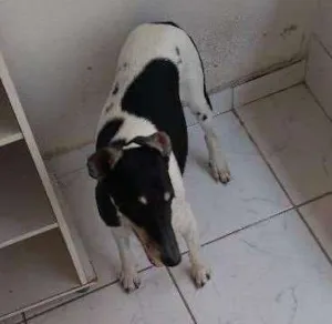 Cachorro raça Fox paulista idade 6 ou mais anos nome Boris
