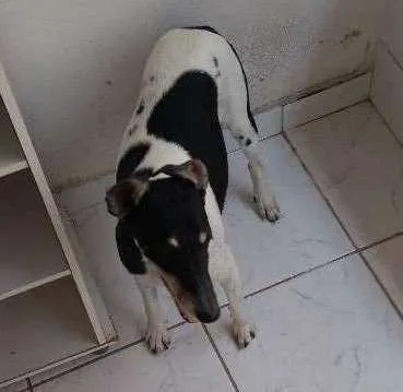 Cachorro ra a Fox paulista idade 6 ou mais anos nome Boris