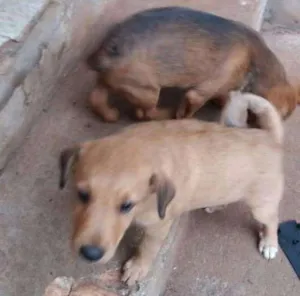 Cachorro raça Vira lata idade 2 a 6 meses nome Não tem nome