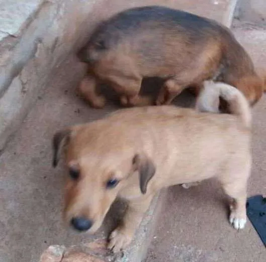 Cachorro ra a Vira lata idade 2 a 6 meses nome Não tem nome